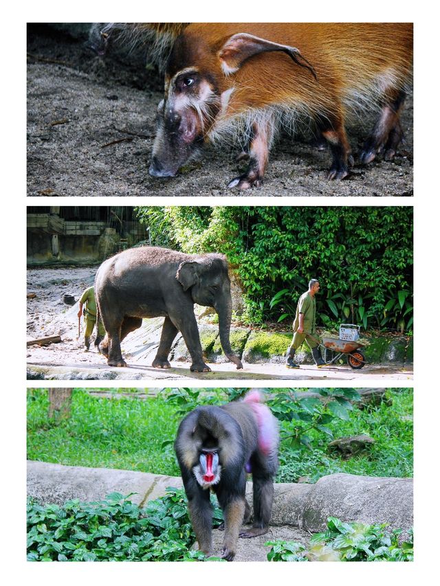 怎麼會有這麼逛的動物園