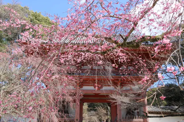 2024年京都の桜観賞ツアー3/27醍醐寺