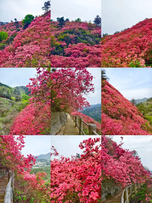 The azaleas on Mulan Yunwu Mountain have bloomed!!