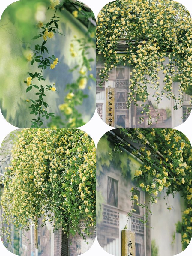 南京| 在民國風塗鴉牆，與木香花來一場浪漫邂逅！