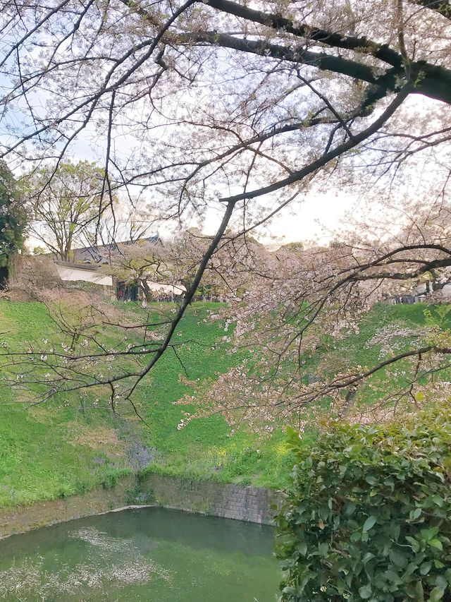 去公園吧！千鳥淵迷人櫻花隧道