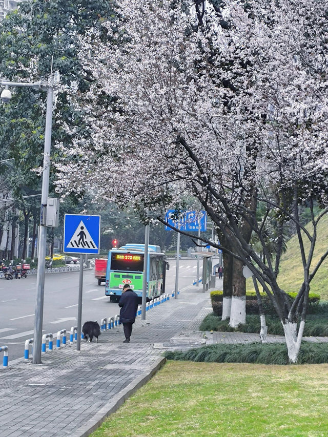 五里店/ 春和景明 一起偶遇吧 ……