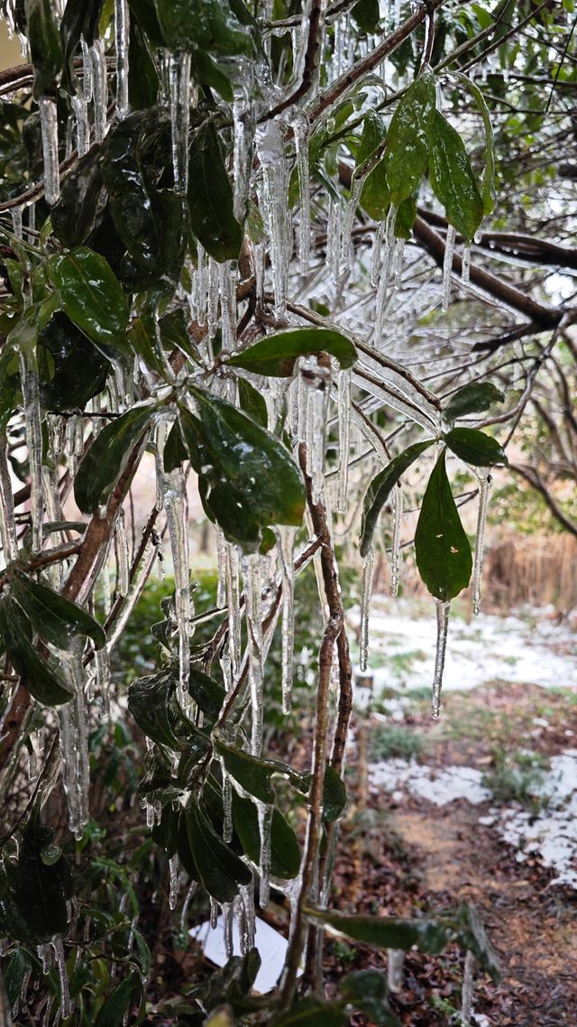 最美雪景｜春天冻雨覆蓋下的東林寺淨土苑