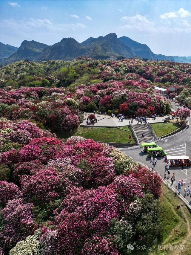 Enchanting Azaleas: 🌺 Exploring Guizhou 