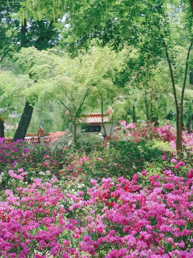 No need to leave Wuhan! You can enjoy the treasure park of azaleas