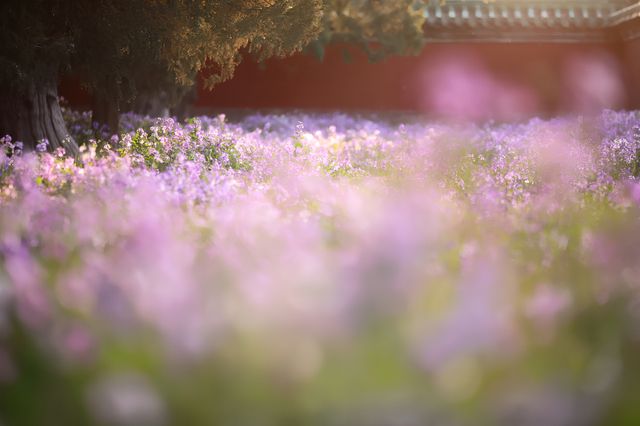 天壇四月花海｜那些在春天出神的瞬間