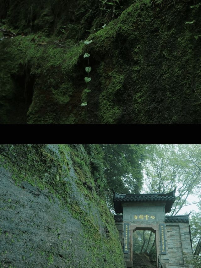 武夷山白雲禪寺，追一場雲海日出！