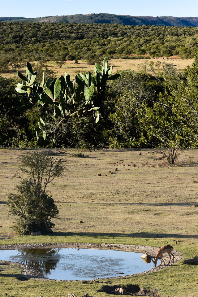 南非旅行，體驗野生動物保護區裡的奢華酒店