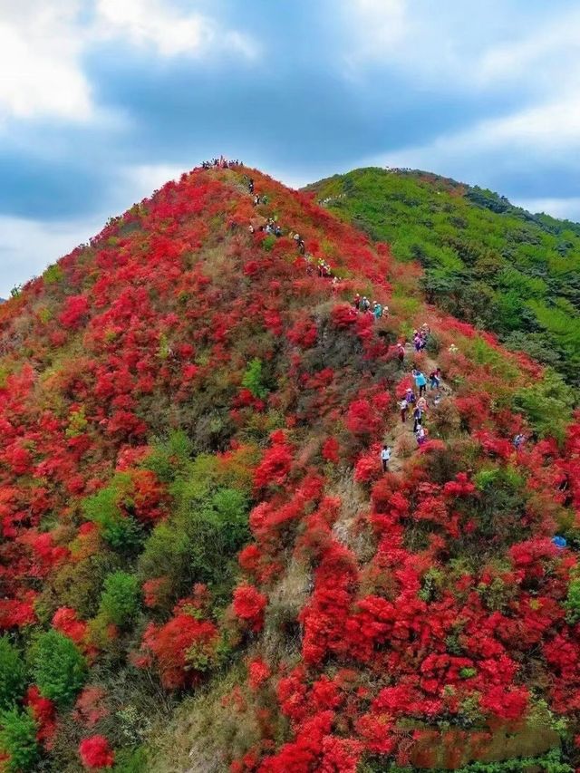 快收好廣州踏春賞花溯溪玩水泡溫泉攻略