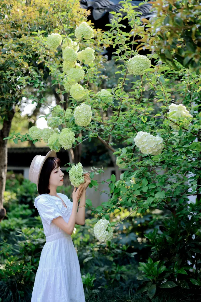 上海古風公園木繡球花都開好了