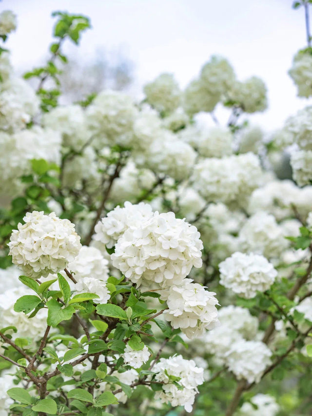 Blooming Beauties in Wuhan🌺🌸 