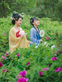 Expo Garden | Peonies in full bloom, no less splendid than those in Luoyang.