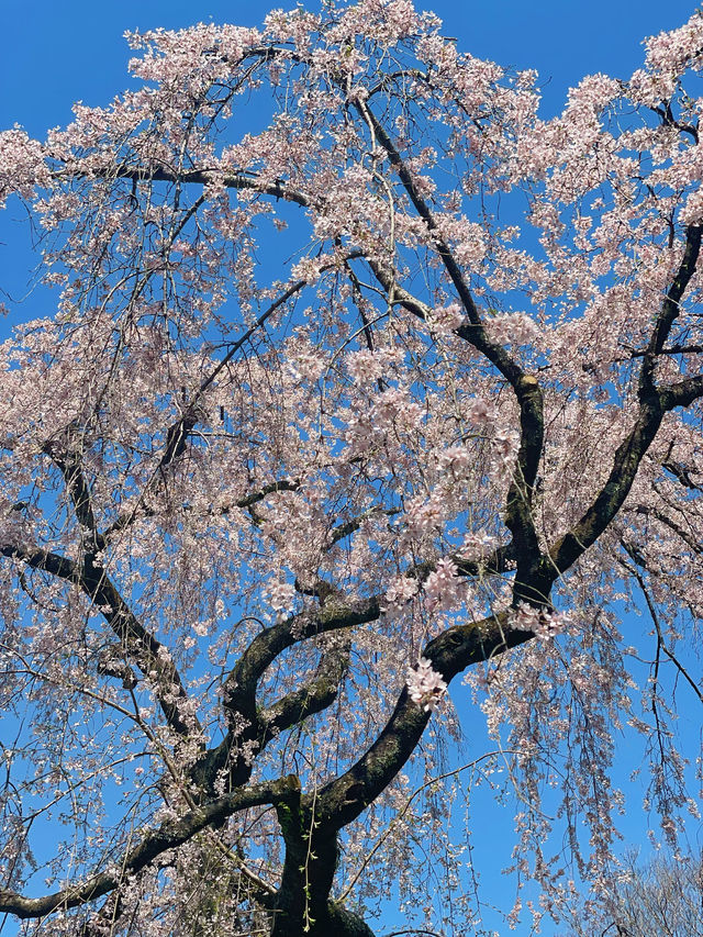 三顧京都不厌煩，各季景色映眼簾！