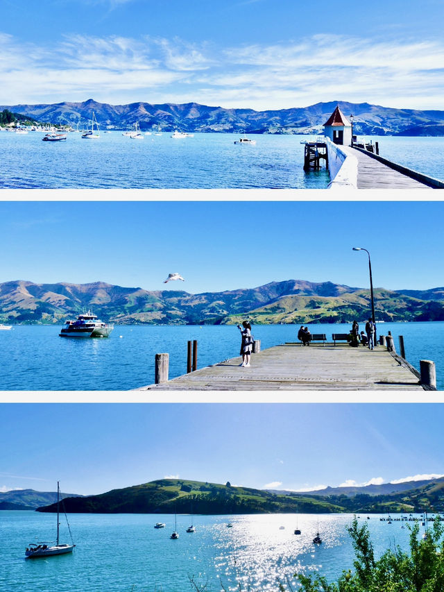 🇳🇿阿卡羅阿｜我想這樣坐著發呆