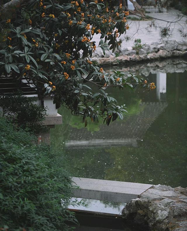南京|一樹枇杷一樹金，江南真在詩畫裡