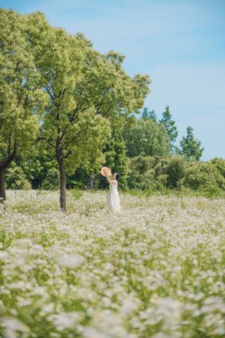 상해 자가용｜송강 3곳 무료 꽃바다, 마지막 하나는 99% 사람들이 모른다