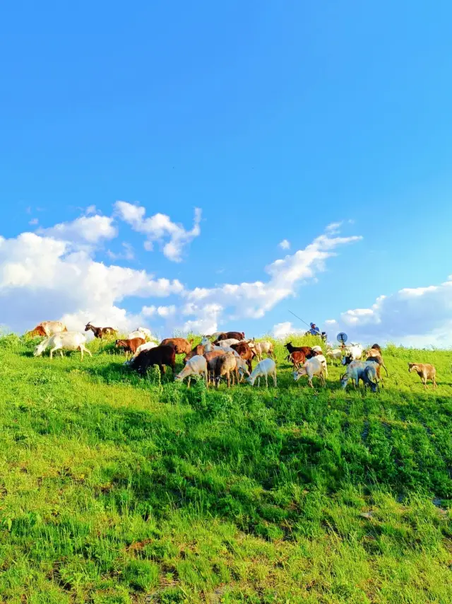 This is the most beautiful road in Harbin during summer!