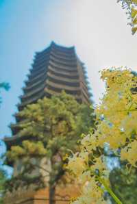 北京大學｜這個暑假，來逛逛學霸遍地的百年校園