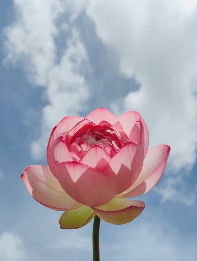 夏日裡，荷花盛開，仿彿是大自然的一幅絕美畫卷