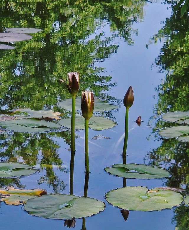 蓮花池公園～很幸運看到了的並蒂蓮