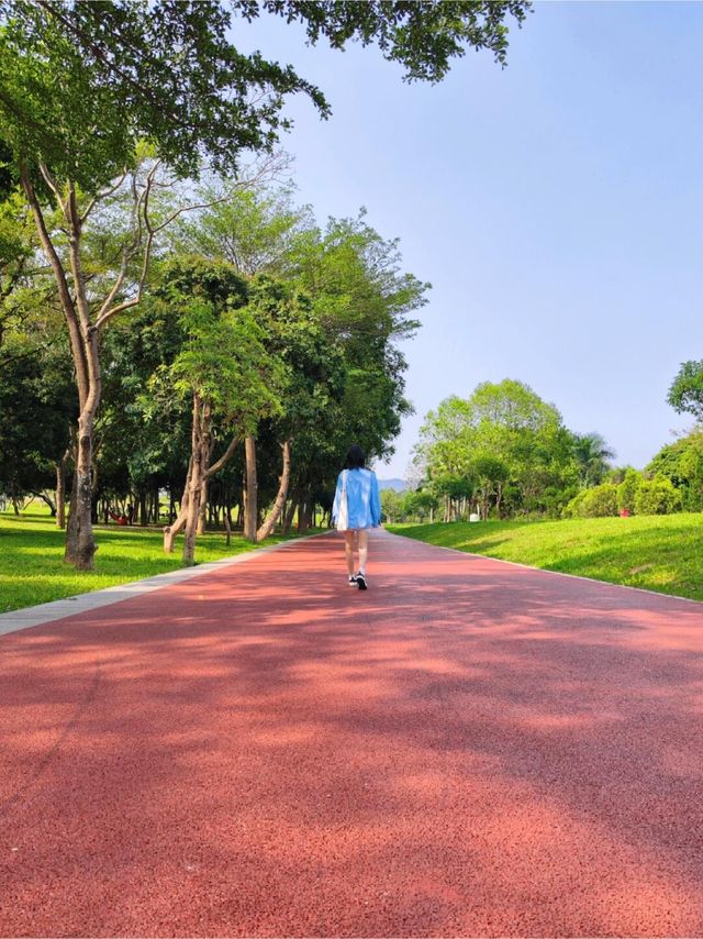 深圳的！5500㎡向日葵花海，美如油畫