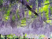 上海嘉定賞花好去處推薦，紫藤園