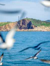 海驴岛避暑真出片 碧蓝海喂海鸥完全攻略︎