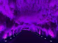 夜遊大陽山，瓊樓花月夜