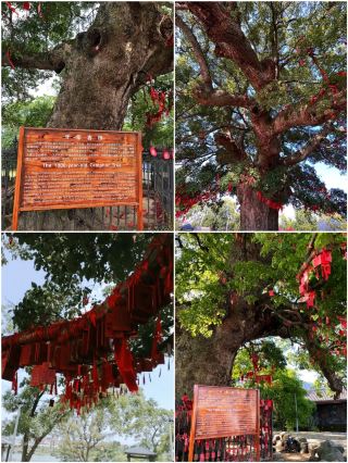 江西安義古村群，休閒好去處體驗傳統贛文化看千年古樹青牆黛瓦