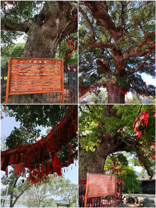 江西安義古村群，休閒好去處體驗傳統贛文化看千年古樹青牆黛瓦