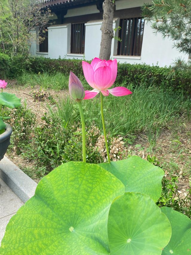 《冀》廊坊隆福寺｜大唐幽州長明燈樓