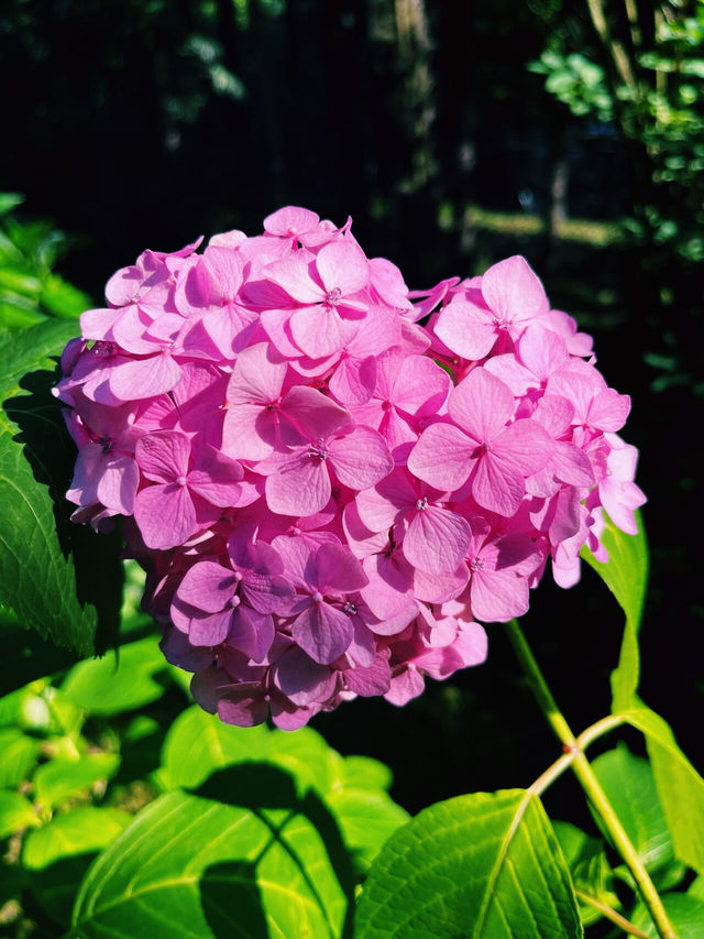 魅力索契，奇幻索契植物園｜黑海之濱的熱帶綠洲之旅。
