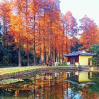 Wuhan botanical garden during fall season 