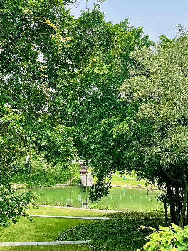 深圳南山區燕晗山公園|市區內的隱世魔法森林。