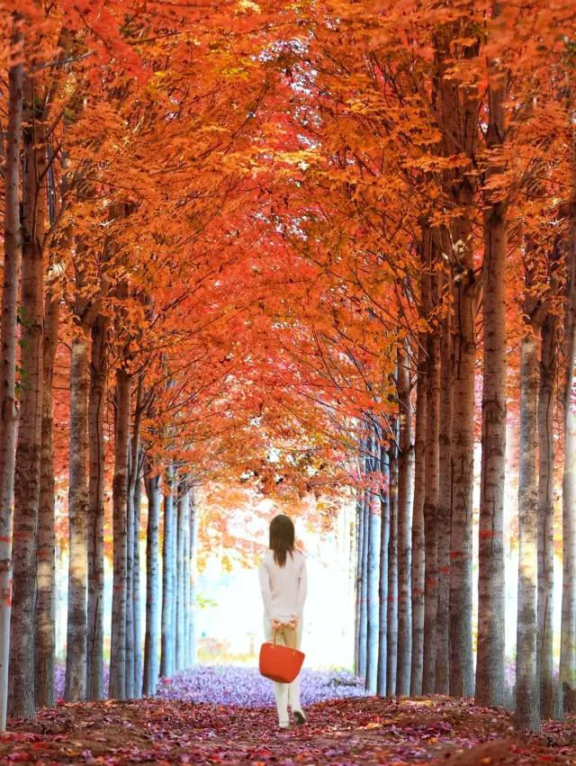 베이징에서 가장 유명한 단풍나무 숲, 가을의 색깔이 여기 있어요!