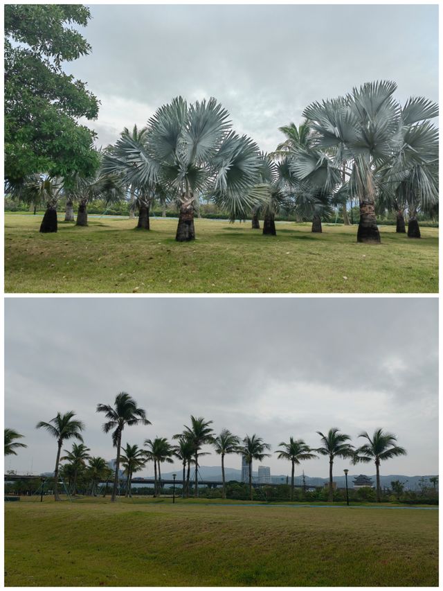 觀鳥者的樂園·珠海二井灣濕地。