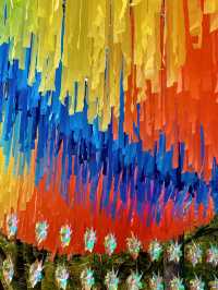 青島中山路的菊花盛宴，美得令人窒息！