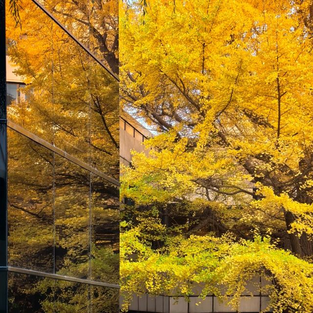 首都賓館百年銀杏樹。