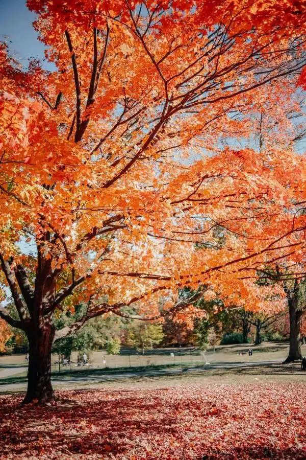 Not Just Central Park! Brooklyn's Prospect Park is Stunning in the Fall!