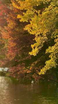 New York | Live Photos: Autumn Palette at Prospect Park