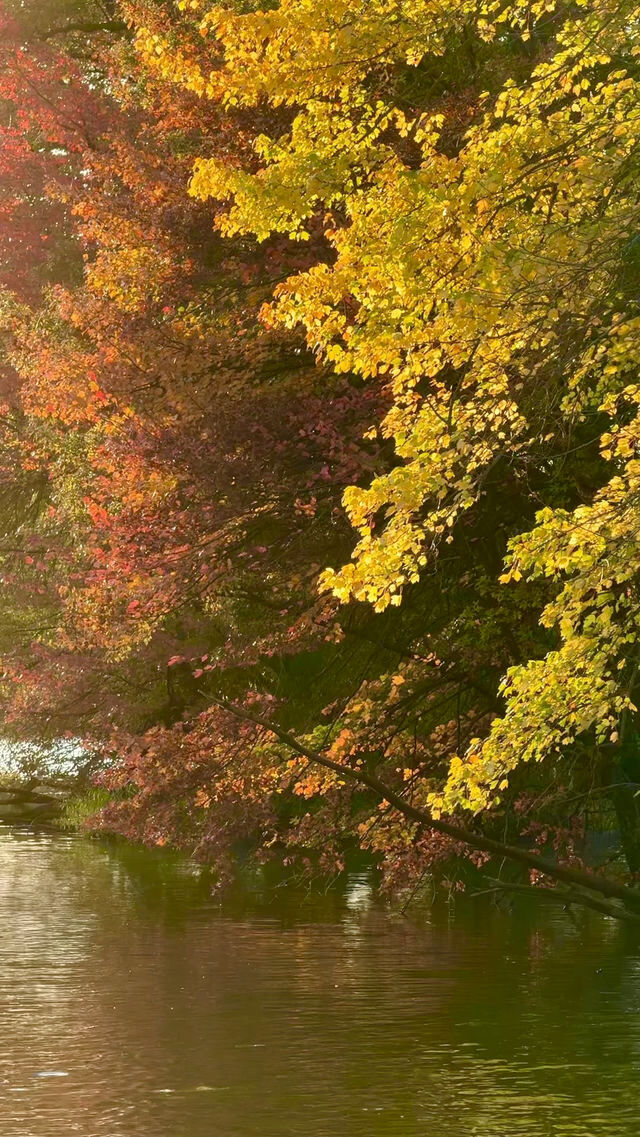 New York | Live Photos: Autumn Palette at Prospect Park