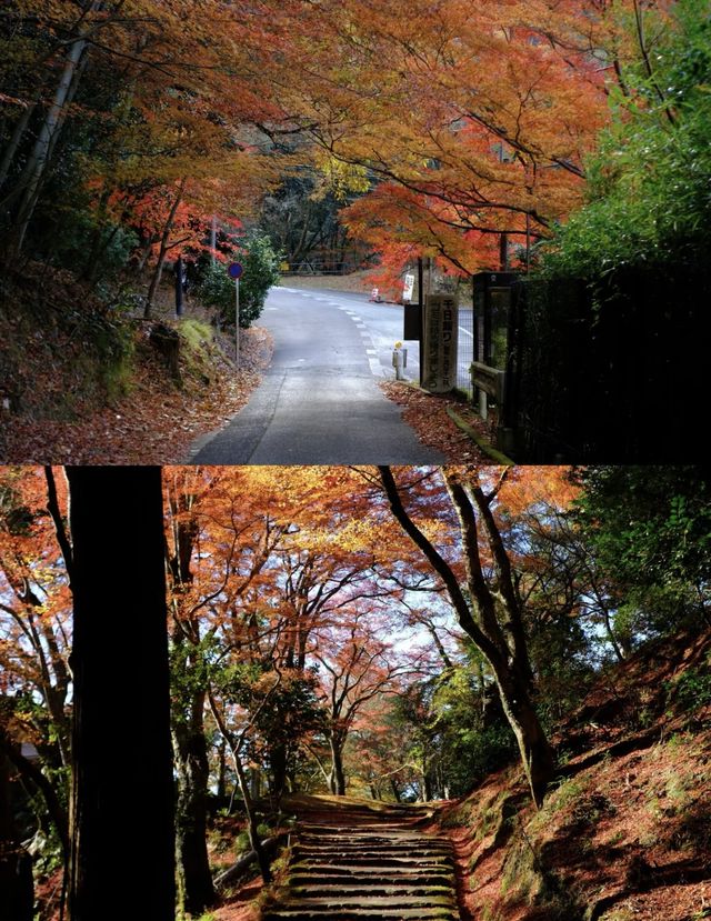 京都徒步｜關西紅葉 東海自然步道。