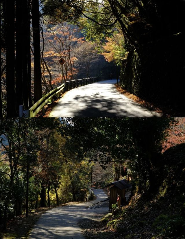 京都徒步｜關西紅葉 東海自然步道。