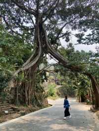 普洱，本地人總結的旅遊攻略。