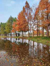 遠香湖公園此刻已是深秋！！！