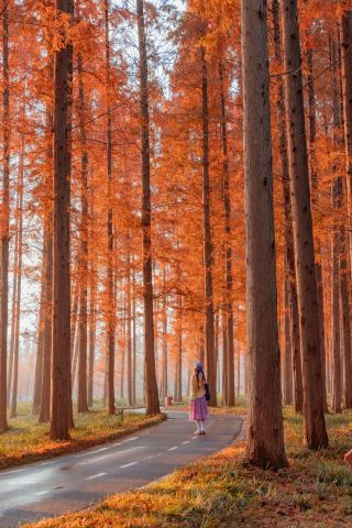 【東台黃海森林公園】水杉染紅，驚艷你的冬日之旅