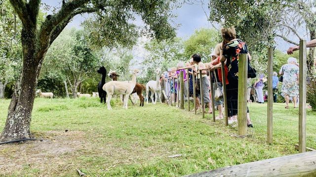 奧克蘭薰衣草農場之旅,夢幻打卡地! 奧克蘭薰衣草農場之旅,夢幻打卡地!