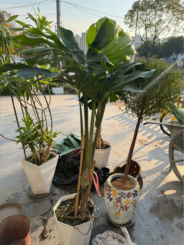 夢幻登巴來一場說走就走的拍照之旅！