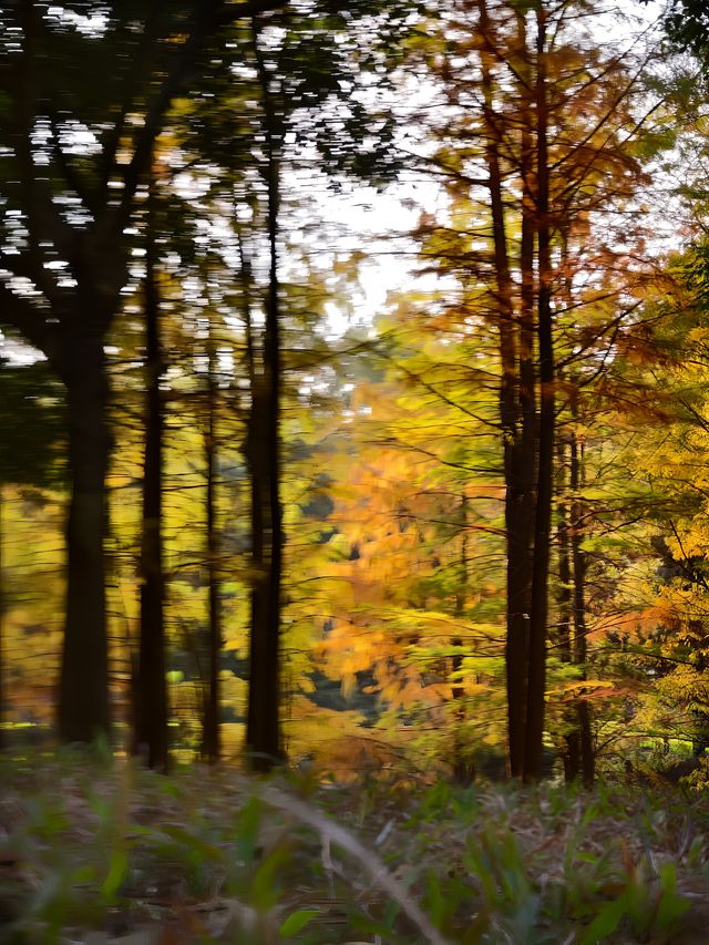 在深圳找到拍照打卡的絕美落羽杉森林 在深圳找到拍照打卡的絕美落羽杉森林