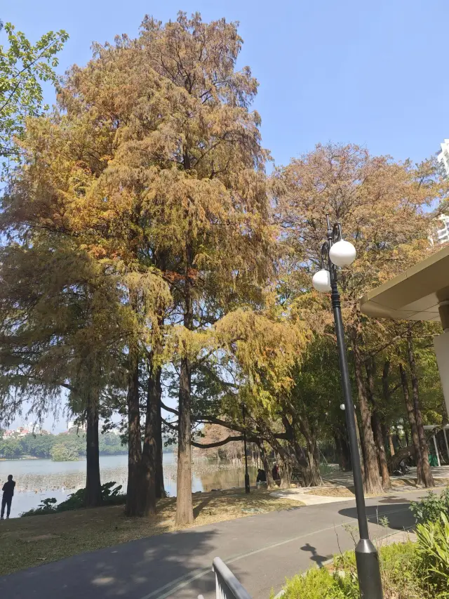 Honghu Park｜A winter wonderland you can't help but love. 